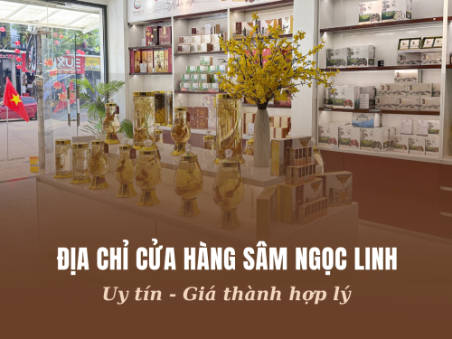 Địa chỉ cửa hàng sâm Ngọc Linh uy tín, giá tốt nhất Việt Nam